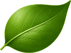 Cartel Leaf Icon